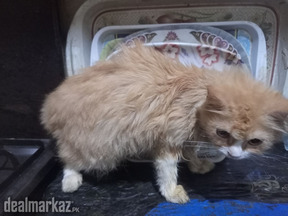 Persian Kitten.