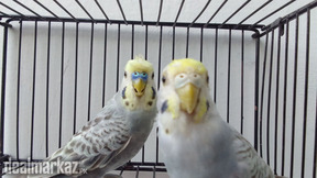 Some of the mutation budgies pairs.