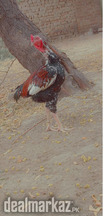 Fighter rooster