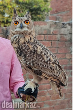 Egal owl male and female available