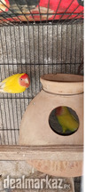 Loutino breeder pair