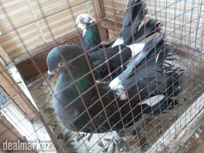 Pair of fantail pigeons for sale