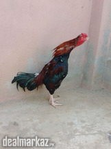 Aseel pair for sale