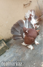 Beautiful pair of american fantail pigeons for sale