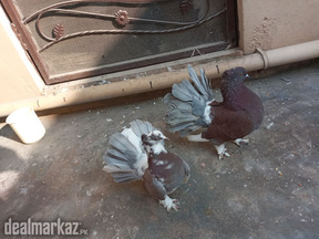 American fantail pigeons for sale