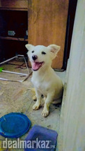 Russian pup for sale