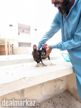 Aseel phtta pair