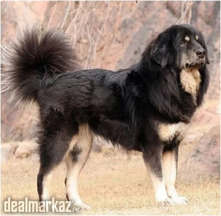 dog gr ke liye majood ha