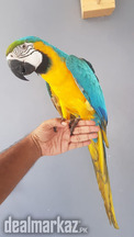 Macow female for sale