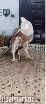 Golden Eagle .......