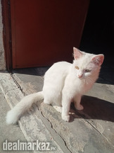 cat in white colour