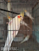 Coctails breeder pairs plz read full add