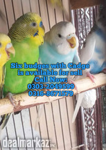 Six budges Parrots With Cadge is available for sell