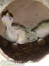 Breeder Pairs with Chicks
