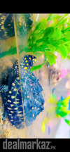 Indian Pond Turtles