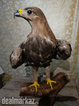 Stuffed Real Eagle for sale