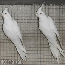 white cocktail pair for sale