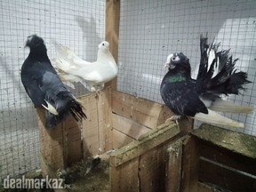 Lakha pair +lakha bacha for sale