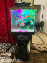 Fish Aquarium full setup alongwith 2adult breeding gold koi fish pair