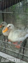 2 Aseel hens 1rir murgha Ducks pair 5 rabbits
