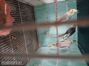 Cocktails for sale
