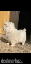 Indian spitz female puppy for sale