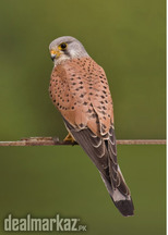 Falcons available