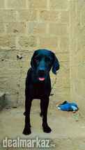 Lab female for sale
