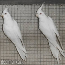 Eno cocktail breeder pair for sale
