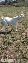 Rajanpuri Bakra