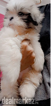 Extreme quality shihtzu puppies available