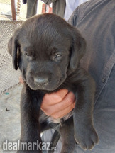 Labrador Puppy Male