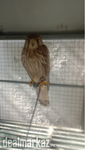 Birds of Prey Falcon for Sale in Rawalpindi/Islamabad