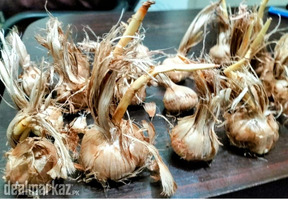 Saffron seeds bulbs available | top class premium quality zafran