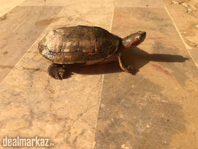 Turtles for sale