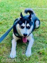 Siberian husky 9 months