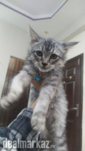 Grey & white Male persian kitten