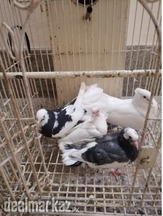 Indian Fantel laka pair with chicks