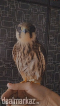 Hobby falcon available