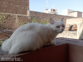 Persian White Golden Eyes FEMALE