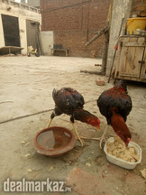 Aseel male full active for sale