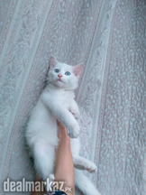 Pure white Persian kitten