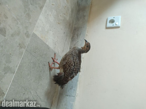 Chakoor and dhakni teetar breeder female