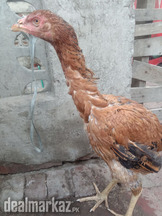 High Quality Sindhi Murghi