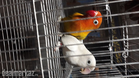 Love bird breder pair