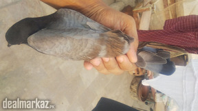 Pigeon Gola kabooter kabootar female