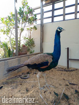 Peacook blue male