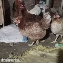 Dasi golden misri Andon wali murghiya