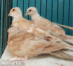 Red Dove Pathy 15 pcs