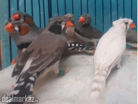 Finches Mutation Crested Commom breeder Setup